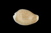 藏品(初雪寶螺)的圖片